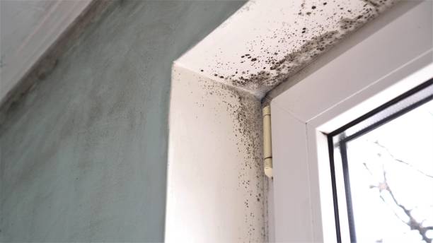 Best Insurance-Related Mold Remediation in Mccullom Lake, IL