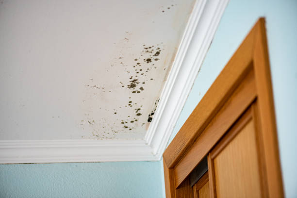 Best Health and Safety Mold Remediation in Mccullom Lake, IL