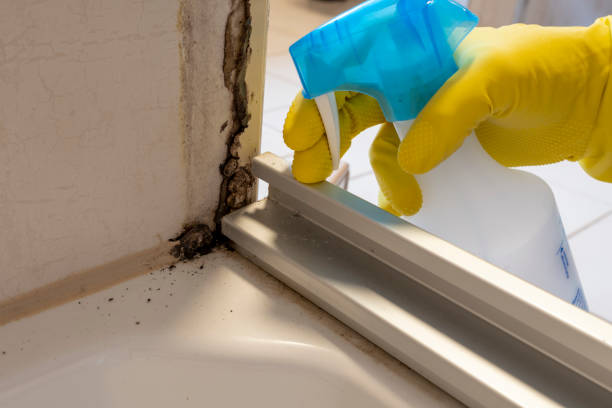 Best Post-Flood Mold Remediation in Mccullom Lake, IL