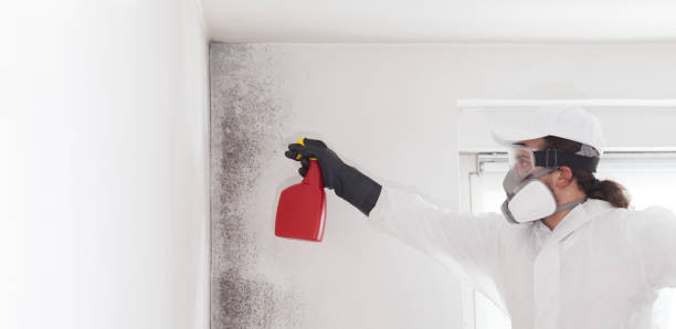 Best Commercial Mold Remediation in Mccullom Lake, IL