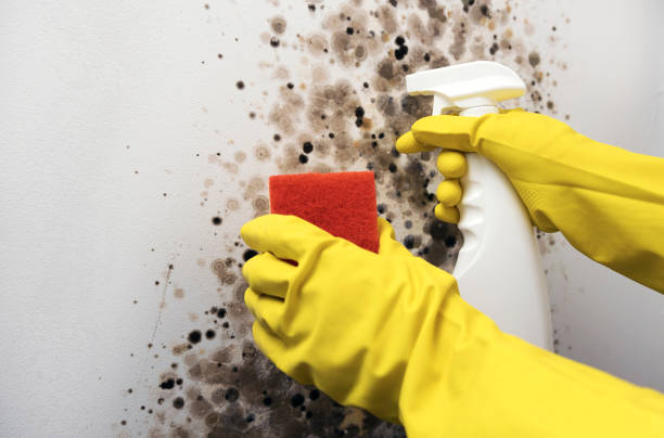 Best Mold Testing and Inspection Services in Mccullom Lake, IL