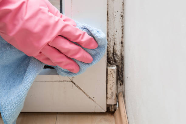 Best Mold Remediation for Specific Building Types in Mccullom Lake, IL